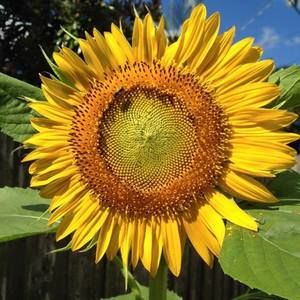 Meet your Posher, Monyka